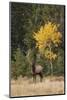 Bull Elk and Autumn Aspen tree-Ken Archer-Mounted Photographic Print