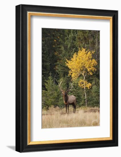 Bull Elk and Autumn Aspen tree-Ken Archer-Framed Photographic Print