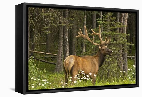 Bull Elk, Bow Valley Parkway, Banff National Park, Alberta, Canada-Michel Hersen-Framed Premier Image Canvas