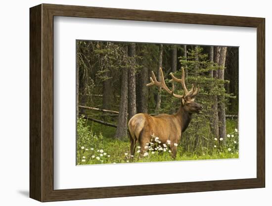 Bull Elk, Bow Valley Parkway, Banff National Park, Alberta, Canada-Michel Hersen-Framed Photographic Print