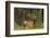 Bull Elk, Bow Valley Parkway, Banff National Park, Alberta, Canada-Michel Hersen-Framed Photographic Print