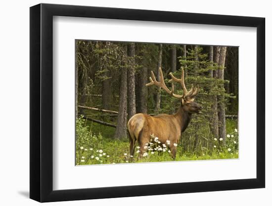 Bull Elk, Bow Valley Parkway, Banff National Park, Alberta, Canada-Michel Hersen-Framed Photographic Print