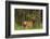 Bull Elk, Bow Valley Parkway, Banff National Park, Alberta, Canada-Michel Hersen-Framed Photographic Print