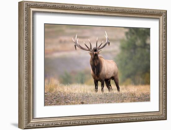 Bull Elk Bugling in Montana-Jason Savage-Framed Giclee Print