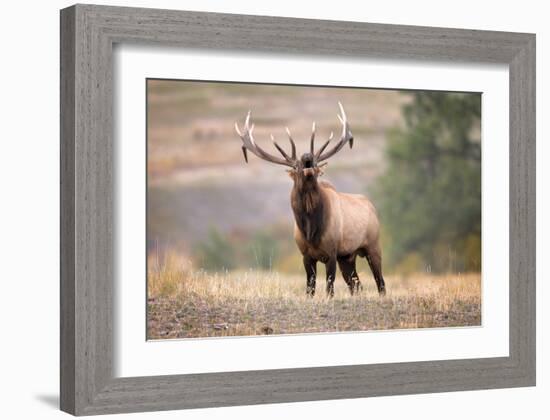 Bull Elk Bugling in Montana-Jason Savage-Framed Giclee Print