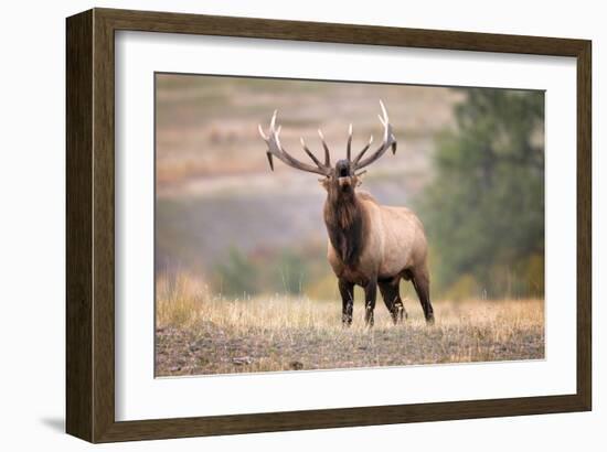 Bull Elk Bugling in Montana-Jason Savage-Framed Giclee Print