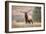 Bull Elk Bugling in Montana-Jason Savage-Framed Giclee Print