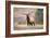 Bull Elk Bugling in Montana-Jason Savage-Framed Giclee Print