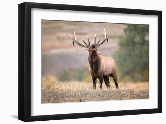 Bull Elk Bugling in Montana-Jason Savage-Framed Giclee Print