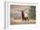 Bull Elk Bugling in Montana-Jason Savage-Framed Giclee Print
