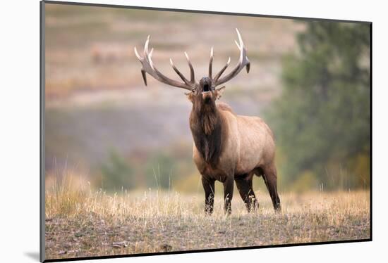 Bull Elk Bugling in Montana-Jason Savage-Mounted Giclee Print