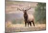 Bull Elk Bugling in Montana-Jason Savage-Mounted Giclee Print