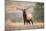 Bull Elk Bugling in Montana-Jason Savage-Mounted Giclee Print