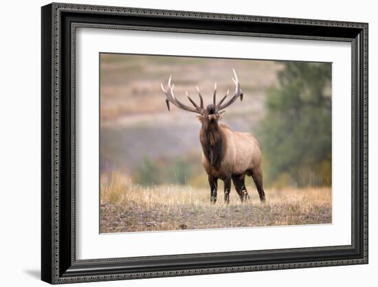 Bull Elk Bugling in Montana-Jason Savage-Framed Giclee Print