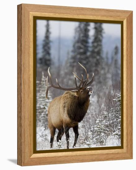 Bull Elk Bugling in the Snow, Jasper National Park, Unesco World Heritage Site, Alberta, Canada-James Hager-Framed Premier Image Canvas