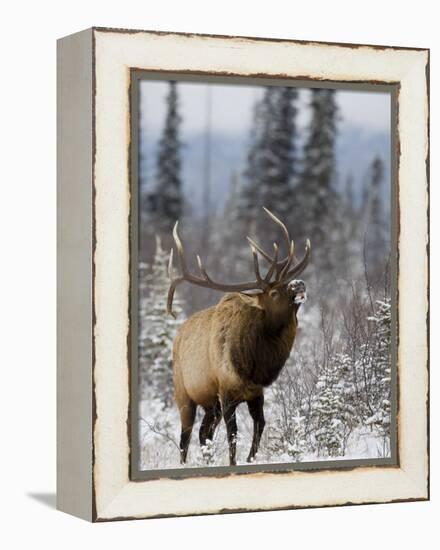 Bull Elk Bugling in the Snow, Jasper National Park, Unesco World Heritage Site, Alberta, Canada-James Hager-Framed Premier Image Canvas