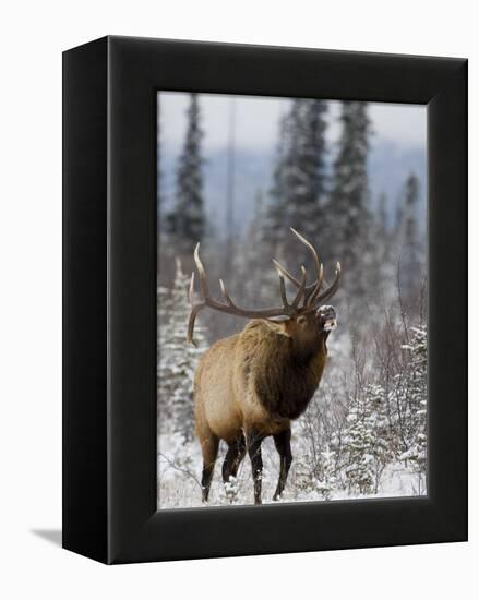 Bull Elk Bugling in the Snow, Jasper National Park, Unesco World Heritage Site, Alberta, Canada-James Hager-Framed Premier Image Canvas