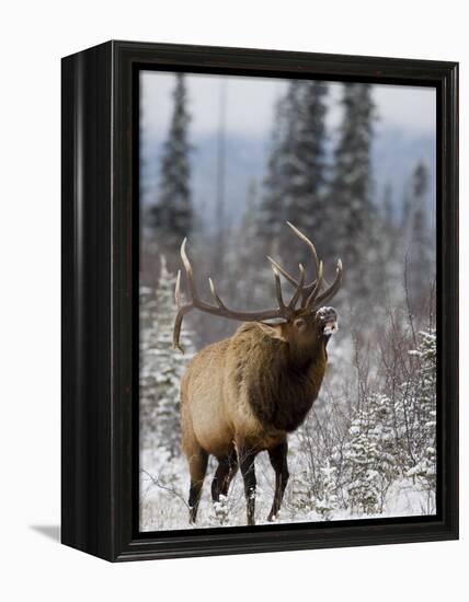 Bull Elk Bugling in the Snow, Jasper National Park, Unesco World Heritage Site, Alberta, Canada-James Hager-Framed Premier Image Canvas