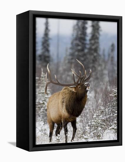 Bull Elk Bugling in the Snow, Jasper National Park, Unesco World Heritage Site, Alberta, Canada-James Hager-Framed Premier Image Canvas