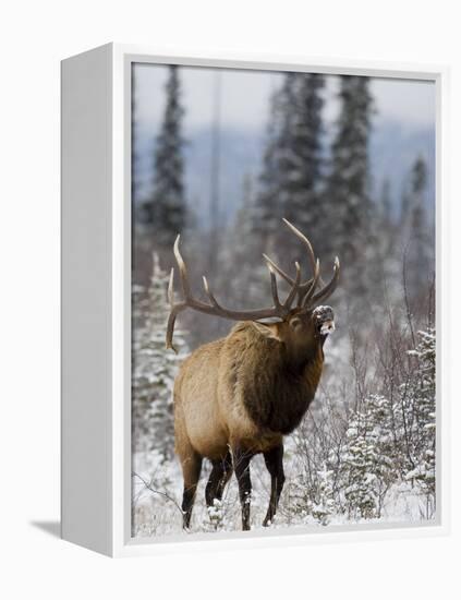 Bull Elk Bugling in the Snow, Jasper National Park, Unesco World Heritage Site, Alberta, Canada-James Hager-Framed Premier Image Canvas