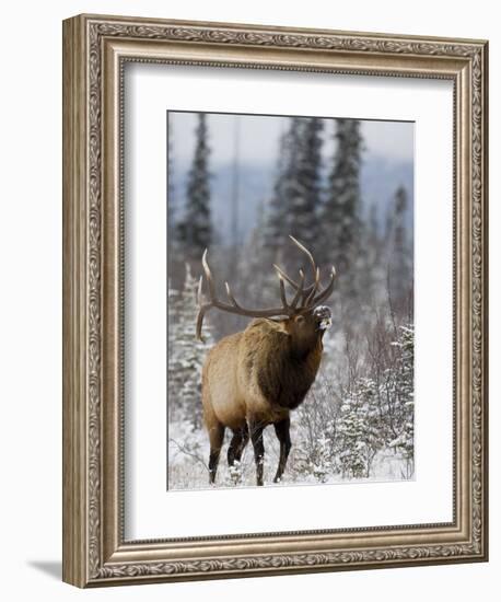 Bull Elk Bugling in the Snow, Jasper National Park, Unesco World Heritage Site, Alberta, Canada-James Hager-Framed Photographic Print