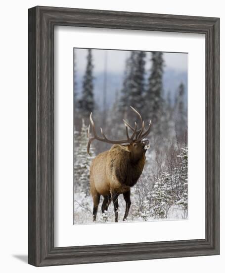 Bull Elk Bugling in the Snow, Jasper National Park, Unesco World Heritage Site, Alberta, Canada-James Hager-Framed Photographic Print