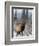 Bull Elk Bugling in the Snow, Jasper National Park, Unesco World Heritage Site, Alberta, Canada-James Hager-Framed Photographic Print