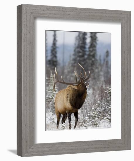 Bull Elk Bugling in the Snow, Jasper National Park, Unesco World Heritage Site, Alberta, Canada-James Hager-Framed Photographic Print