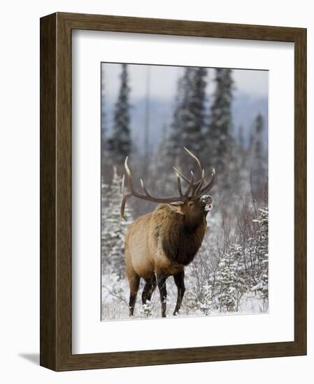 Bull Elk Bugling in the Snow, Jasper National Park, Unesco World Heritage Site, Alberta, Canada-James Hager-Framed Photographic Print