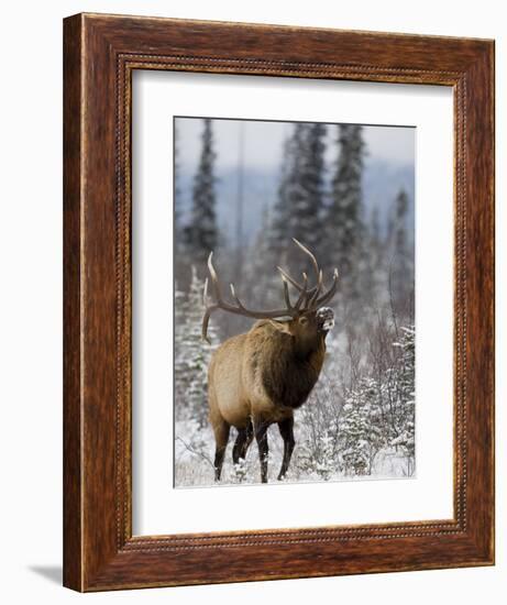 Bull Elk Bugling in the Snow, Jasper National Park, Unesco World Heritage Site, Alberta, Canada-James Hager-Framed Photographic Print