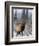 Bull Elk Bugling in the Snow, Jasper National Park, Unesco World Heritage Site, Alberta, Canada-James Hager-Framed Photographic Print