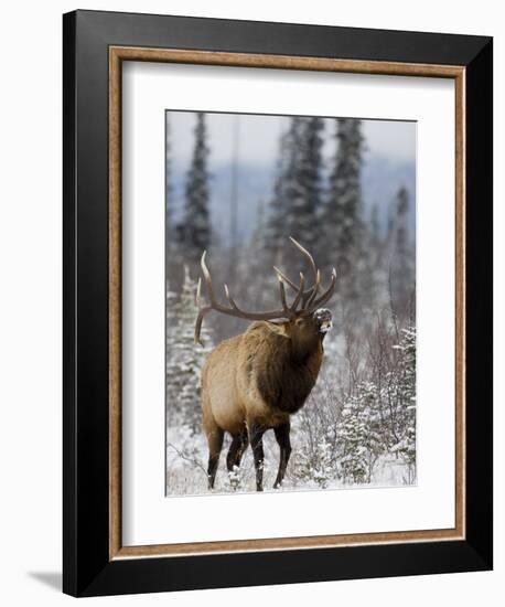 Bull Elk Bugling in the Snow, Jasper National Park, Unesco World Heritage Site, Alberta, Canada-James Hager-Framed Photographic Print