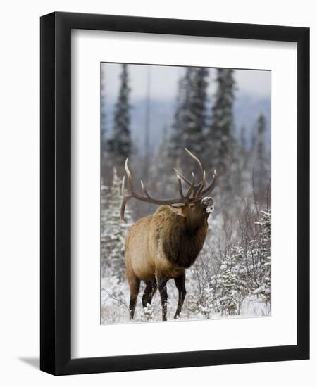 Bull Elk Bugling in the Snow, Jasper National Park, Unesco World Heritage Site, Alberta, Canada-James Hager-Framed Photographic Print