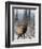 Bull Elk Bugling in the Snow, Jasper National Park, Unesco World Heritage Site, Alberta, Canada-James Hager-Framed Photographic Print