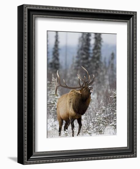 Bull Elk Bugling in the Snow, Jasper National Park, Unesco World Heritage Site, Alberta, Canada-James Hager-Framed Photographic Print
