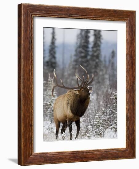 Bull Elk Bugling in the Snow, Jasper National Park, Unesco World Heritage Site, Alberta, Canada-James Hager-Framed Photographic Print