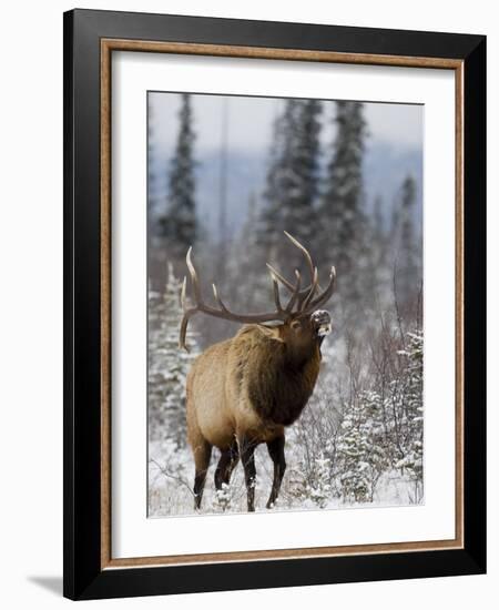 Bull Elk Bugling in the Snow, Jasper National Park, Unesco World Heritage Site, Alberta, Canada-James Hager-Framed Photographic Print