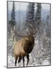 Bull Elk Bugling in the Snow, Jasper National Park, Unesco World Heritage Site, Alberta, Canada-James Hager-Mounted Photographic Print