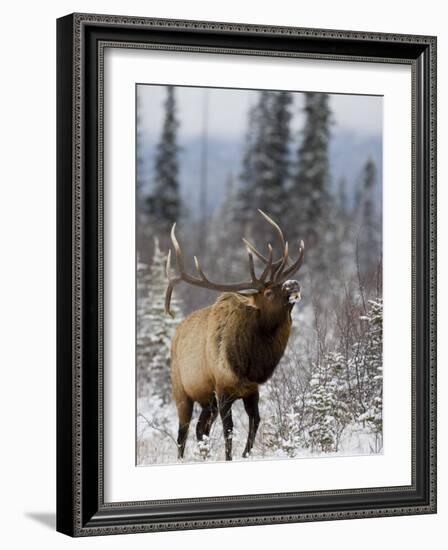 Bull Elk Bugling in the Snow, Jasper National Park, Unesco World Heritage Site, Alberta, Canada-James Hager-Framed Photographic Print