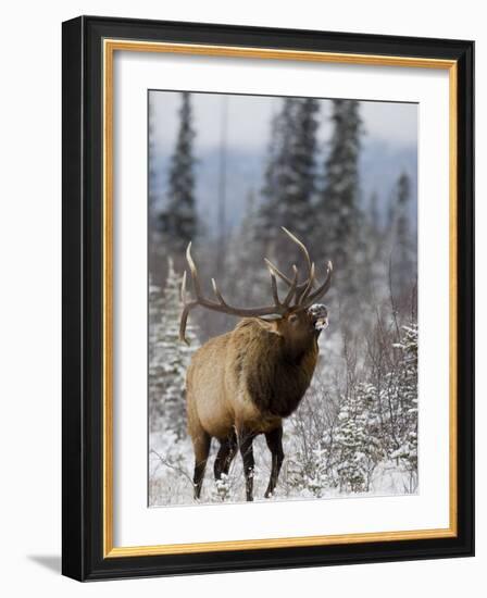 Bull Elk Bugling in the Snow, Jasper National Park, Unesco World Heritage Site, Alberta, Canada-James Hager-Framed Photographic Print