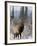 Bull Elk Bugling in the Snow, Jasper National Park, Unesco World Heritage Site, Alberta, Canada-James Hager-Framed Photographic Print