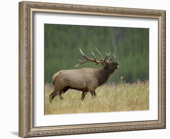 Bull Elk Bugling, Yellowstone National Park, Wyoming, USA-Rolf Nussbaumer-Framed Photographic Print