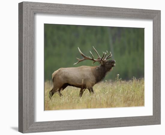 Bull Elk Bugling, Yellowstone National Park, Wyoming, USA-Rolf Nussbaumer-Framed Photographic Print