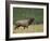 Bull Elk Bugling, Yellowstone National Park, Wyoming, USA-Rolf Nussbaumer-Framed Photographic Print