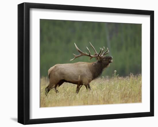 Bull Elk Bugling, Yellowstone National Park, Wyoming, USA-Rolf Nussbaumer-Framed Photographic Print