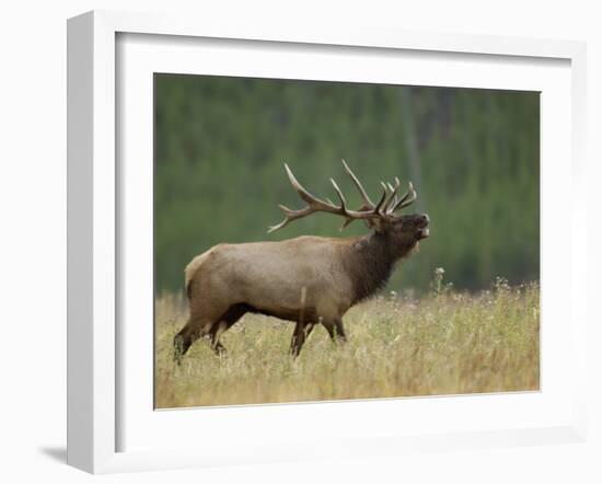 Bull Elk Bugling, Yellowstone National Park, Wyoming, USA-Rolf Nussbaumer-Framed Photographic Print