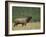 Bull Elk Bugling, Yellowstone National Park, Wyoming, USA-Rolf Nussbaumer-Framed Photographic Print