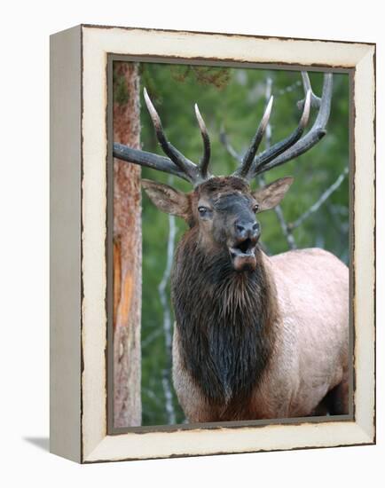 Bull Elk Bugling, Yellowstone National Park, Wyoming, Usa-Gerry Reynolds-Framed Premier Image Canvas