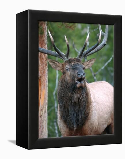 Bull Elk Bugling, Yellowstone National Park, Wyoming, Usa-Gerry Reynolds-Framed Premier Image Canvas