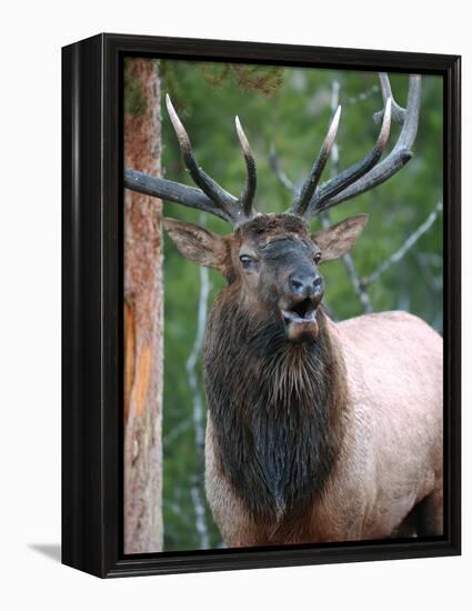 Bull Elk Bugling, Yellowstone National Park, Wyoming, Usa-Gerry Reynolds-Framed Premier Image Canvas